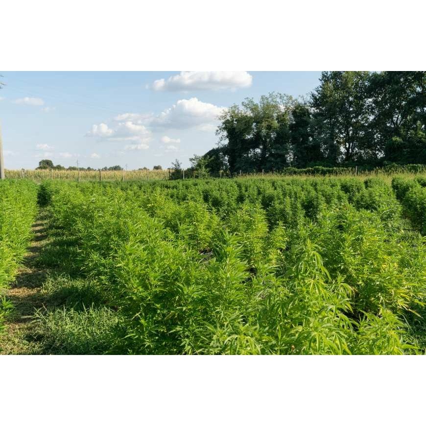 Ungewöhnlich: Hanf anbauen, um Böden zu dekontaminieren