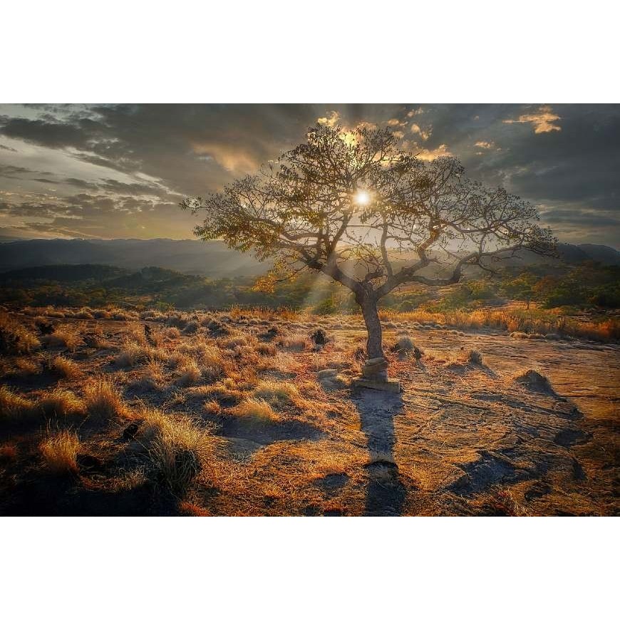 Simbabwe: CBD als Rettung für die Wirtschaft?