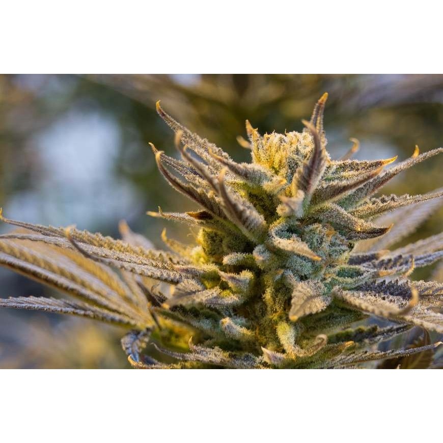 Aeroponik, eine moderne Technik zum Anbau von CBD 