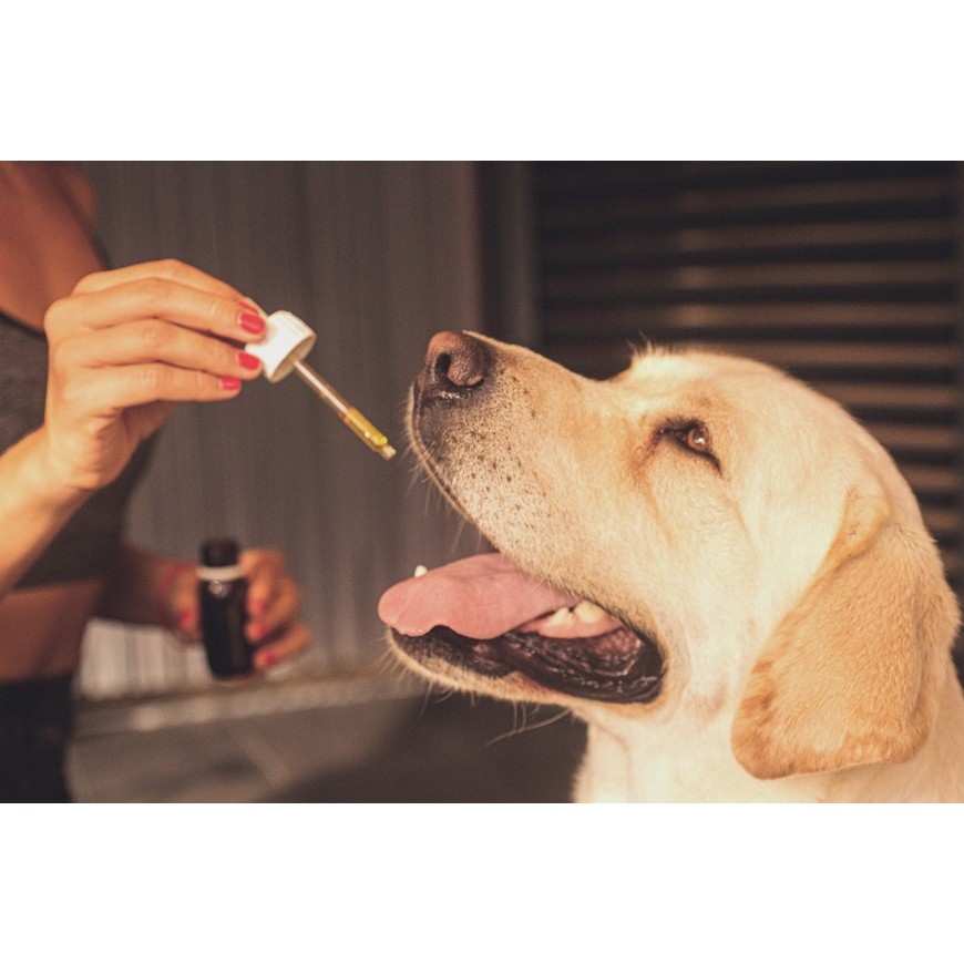 Ist CBD für Hunde wirksam?