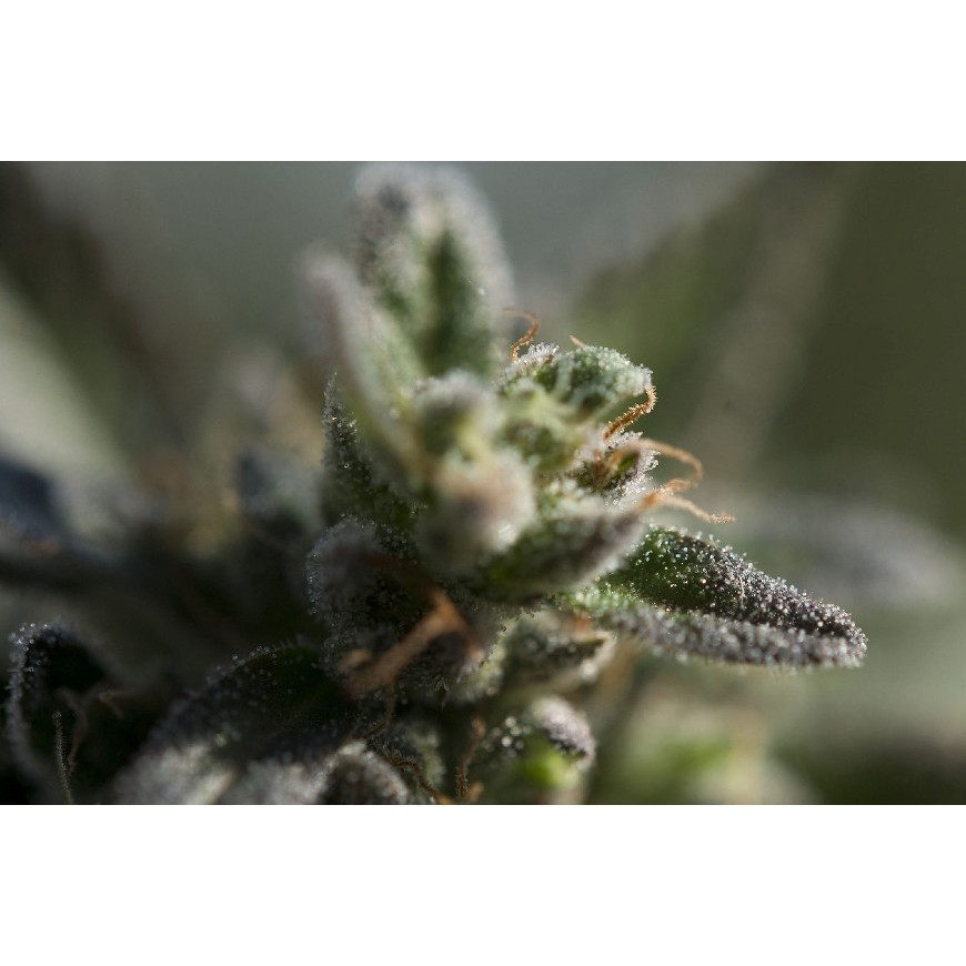 Die Rolle der Trichome bei der Cannabinoidproduktion