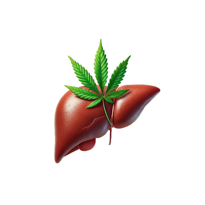 Die Auswirkungen von CBD auf die Leber