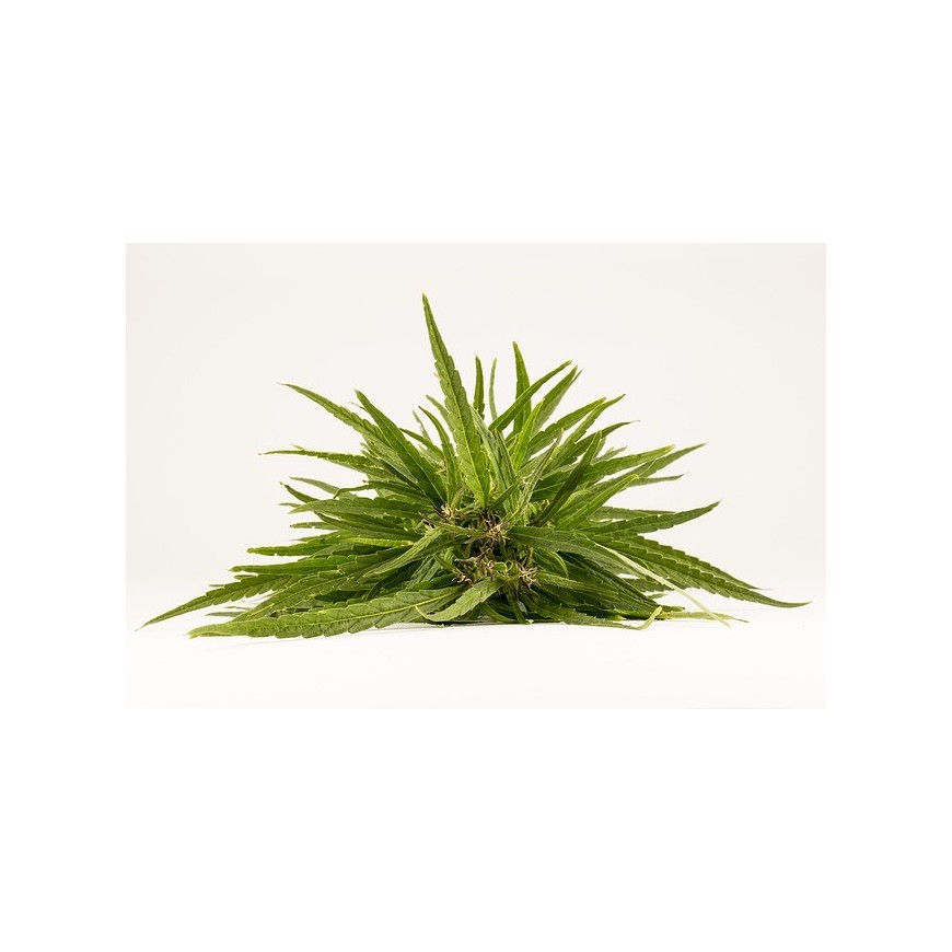 Welches CBD-Produkt soll ich kaufen?