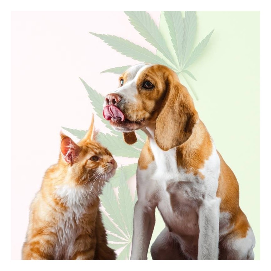 CBD-Trockenfutter: die ideale Nahrungsergänzung für unsere Haustiere?