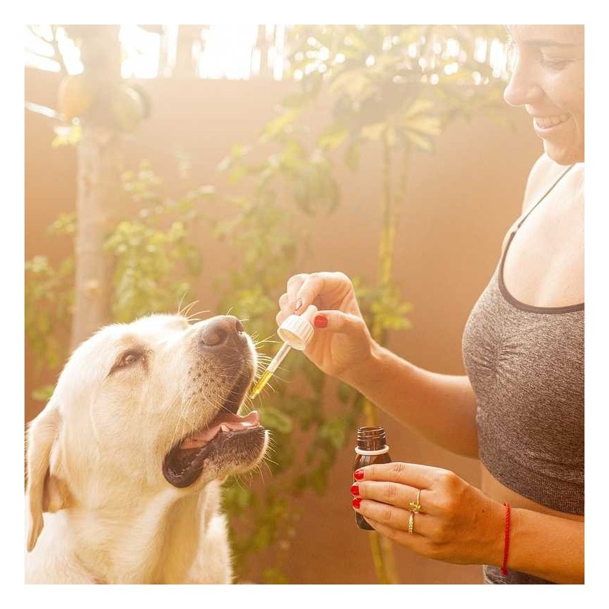 CBD-Öl für Tiere: Wozu dient es?