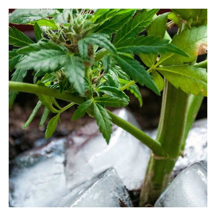 Der Ice-o-lator: das reinste CBD?