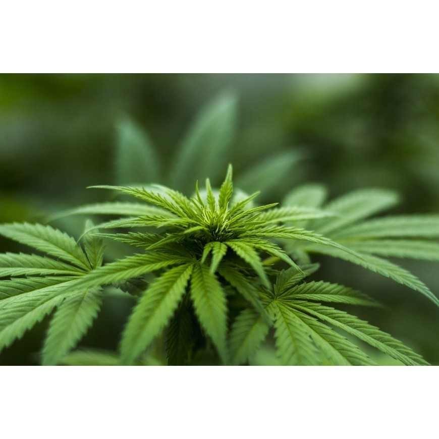 Die Wirkungen von CBD verstehen: Vorteile, Anwendungsbereiche und Sicherheit